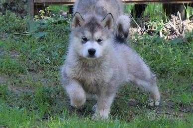 Alaskan malamute femmina - pedigree