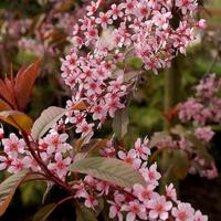 Pianta prunus Padus colorata ciliegio a grappolo
