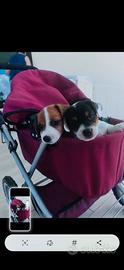 Cuccioli jack russel