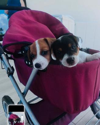 Cuccioli jack russel