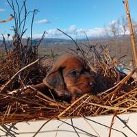 Segugio dell' Appennino