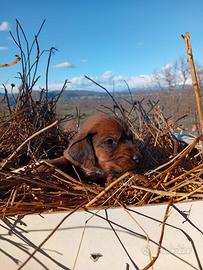 Segugio dell' Appennino