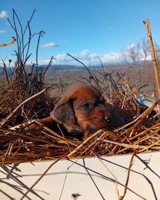 Segugio dell' Appennino