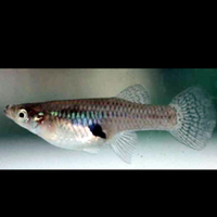 Gambusia