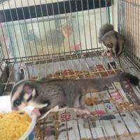 Petauri dello zucchero