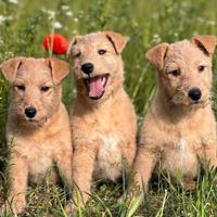 Cuccioli lakeland