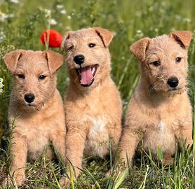 Cuccioli lakeland