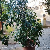 Ficus Benjamin