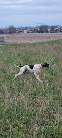 Pointer inglese