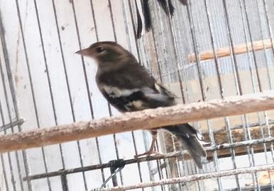 Coppia Fringuelli