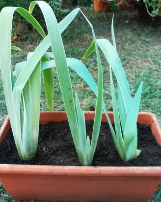 Iris giaggiolo viola piantine da 1 o 3 rizomi