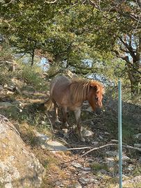 Pony