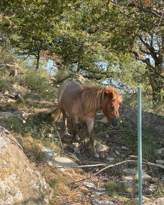 Pony