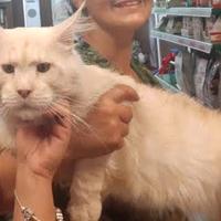 Cuccioli MAINE COON linea russa XXL Affisso ANFI