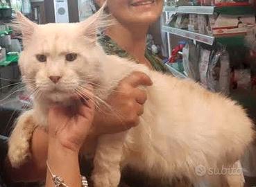 Cuccioli MAINE COON linea russa XXL Affisso ANFI