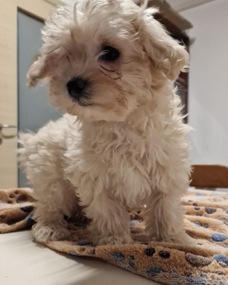Maltipoo