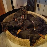 Pinscher nano nero focato