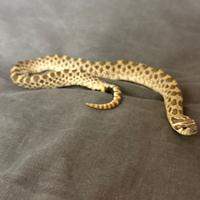 Serpente nasicus