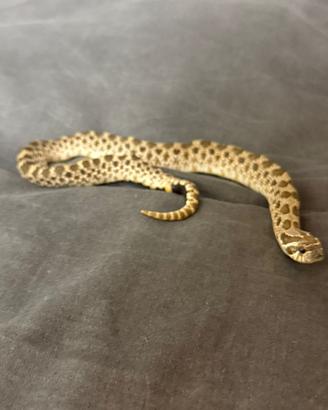 Serpente nasicus