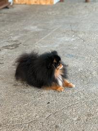 Spitz tedesco nano Pomerania