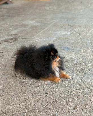 Spitz tedesco nano Pomerania