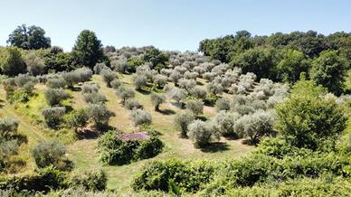 TER. AGRICOLO A FIANO ROMANO