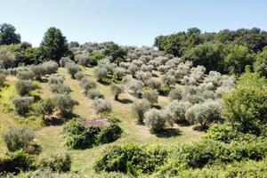 TER. AGRICOLO A FIANO ROMANO