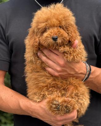 Stupendo cucciolo di barboncino toy red