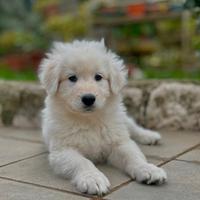 Pastore Abruzzese Maremmano con pedigree