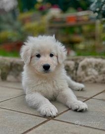 Pastore Abruzzese Maremmano con pedigree