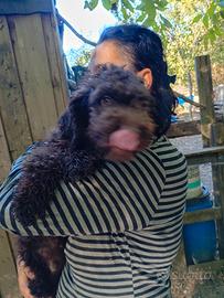 LAGOTTO ROMAGNOLO
