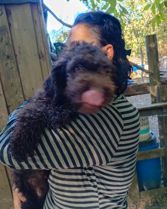 LAGOTTO ROMAGNOLO
