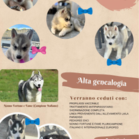 Siberian husky cuccioli