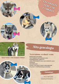 Siberian husky cuccioli