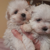 Cani cuccioli di maltese