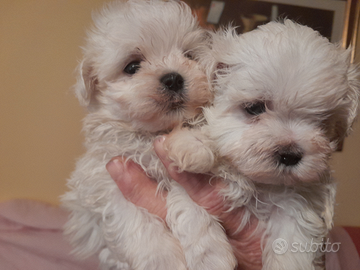 Cani cuccioli di maltese