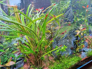 Acquario