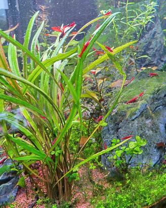 Acquario