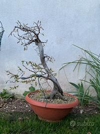 Bonsai di Carpino