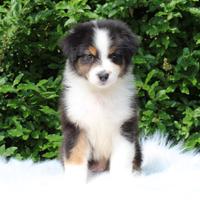 Cuccioli Australian Shepherd