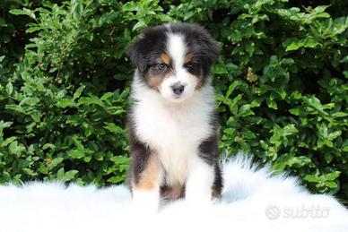 Cuccioli Australian Shepherd