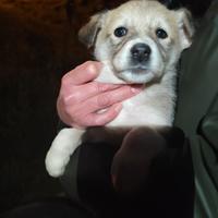Cucciola meticcia in adozione