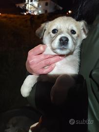 Cucciola meticcia in adozione