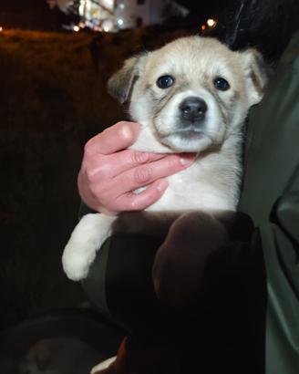 Cucciola meticcia in adozione