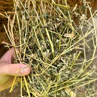 Foraggio per Cavalli