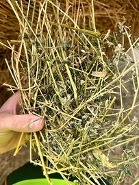 Foraggio per Cavalli