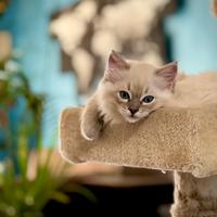 Cuccioli Ragdoll di pura razza