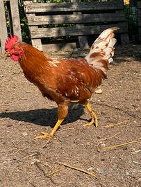 Gallo razza ovaiola