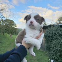 Border Collie maschio