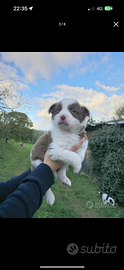 Border Collie maschio